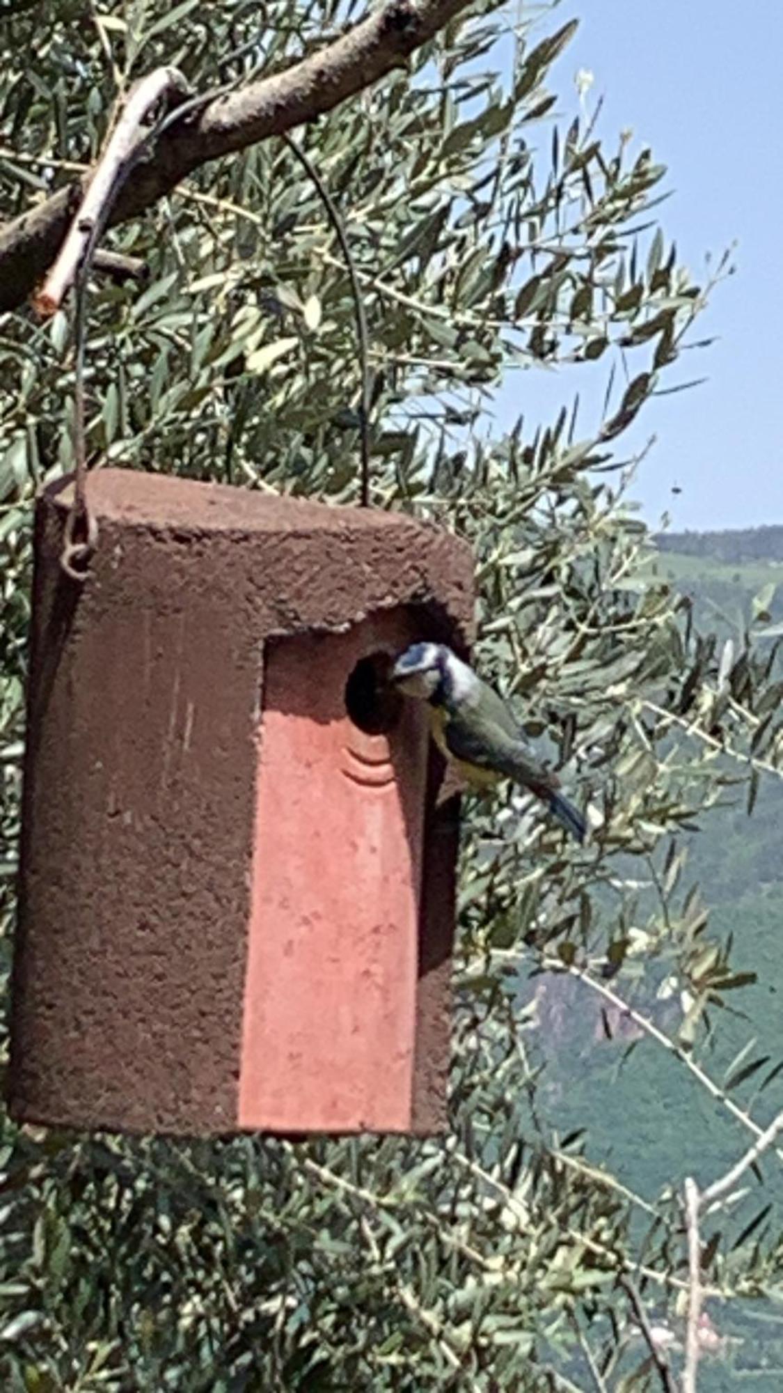 Gfillhof Ferienwohnung 3 Appiano Sulla Strada Del Vino Exteriér fotografie