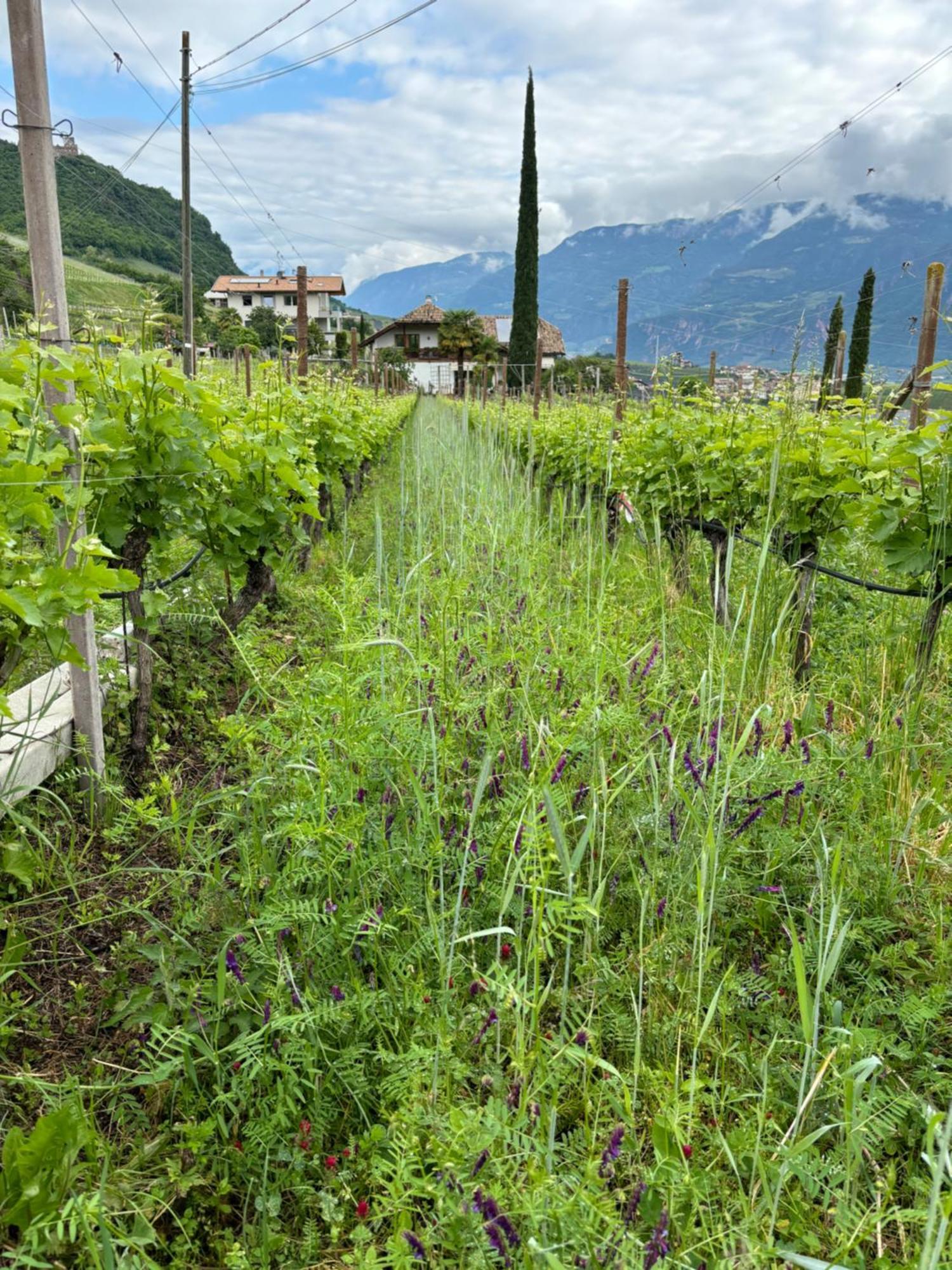Gfillhof Ferienwohnung 3 Appiano Sulla Strada Del Vino Exteriér fotografie